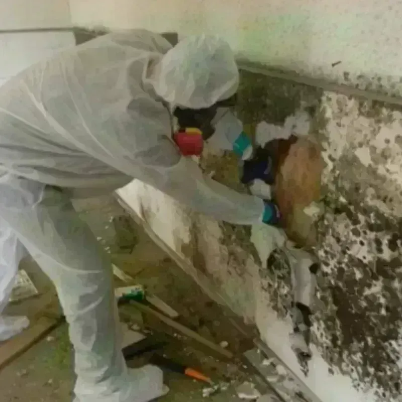 Mold Remediation and Removal in Sidney, NY